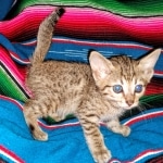 Savannah, F-7C, Male, BST, DOB 4-25-20