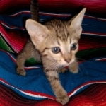 Savannah, F-7C, Male, BST, DOB 4-25-20