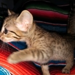 Savannah, F-7C, Male, BST, DOB 4-25-20