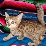 Savannah, F-7C, Male, BST, DOB 4-25-20