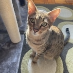 Rex Savannah, F-7C, Male, BST, DOB 4-25-20