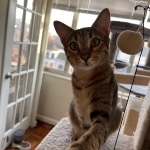 Rex Savannah, F-7C, Male, BST, DOB 4-25-20