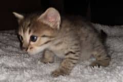 Callisto Savannah F-4SBT Brown Spotted female #2 DOB 2-14-20