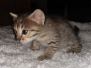 Callisto Savannah F-4SBT Brown Spotted female #2 DOB 2-14-20