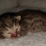 Savannah, F-4SBT, BST, female, DOB 2-14-20