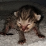 Savannah, F-4SBT, BST, female, DOB 2-14-20