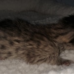 Savannah, F-4SBT, BST, female, DOB 2-14-20