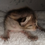 Savannah, F-4SBT, BST, female, DOB 2-14-20