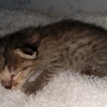 Savannah, F-4SBT, BST, female, DOB 2-14-20