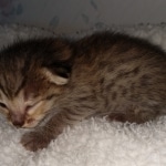 Savannah, F-4SBT, BST, female, DOB 2-14-20