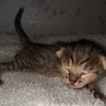 Savannah, F-4SBT, BST, female, DOB 2-14-20