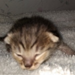 Savannah, F-4SBT, BST, female, DOB 2-14-20