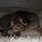 Savannah, F-4SBT, BST, female, DOB 2-14-20