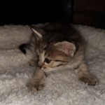 Savannah, F-4SBT, BST, female, DOB 2-14-20