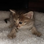 Savannah, F-4SBT, BST, female, DOB 2-14-20