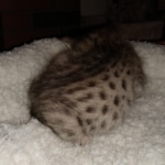 Savannah, F-4SBT, BST, female, DOB 2-14-20