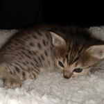 Savannah, F-4SBT, BST, female, DOB 2-14-20