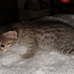 Savannah, F-4SBT, BST, female, DOB 2-14-20