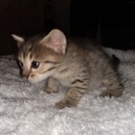 Savannah, F-4SBT, BST, female, DOB 2-14-20