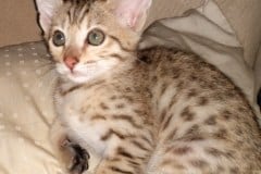 Saundra Savannah F-7SBT BST Female #2 Lighter DOB 10-30-19