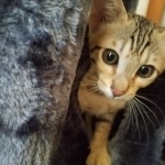 Saundra Savannah, F-7SBT, BST, Female,  DOB 10-30-19