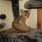 Saundra Savannah, F-7SBT, BST, Female,  DOB 10-30-19