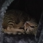 Saundra Savannah, F-7SBT, BST, Female,  DOB 10-30-19