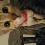 Saundra Savannah, F-7SBT, BST, Female,  DOB 10-30-19