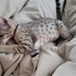 Saundra Savannah, F-7SBT, BST, Female,  DOB 10-30-19