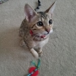 Saundra Savannah, F-7SBT, BST, Female,  DOB 10-30-19