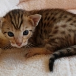 Savannah, F-7SBT, BST, Female,  DOB 10-30-19