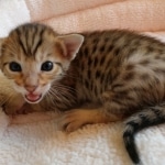 Savannah, F-7SBT, BST, Female,  DOB 10-30-19