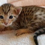 Savannah, F-7SBT, BST, Female,  DOB 10-30-19