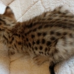 Savannah, F-7SBT, BST, Female,  DOB 10-30-19