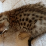 Savannah, F-7SBT, BST, Female,  DOB 10-30-19