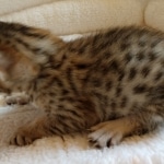 Savannah, F-7SBT, BST, Female,  DOB 10-30-19