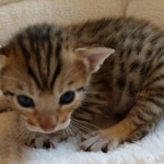 Savannah, F-7SBT, BST, Female,  DOB 10-30-19