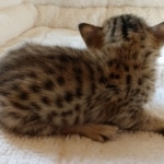 Savannah, F-7SBT, BST, Female,  DOB 10-30-19