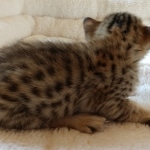 Savannah, F-7SBT, BST, Female,  DOB 10-30-19