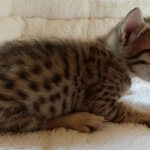 Savannah, F-7SBT, BST, Female,  DOB 10-30-19