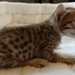 Savannah, F-7SBT, BST, Female,  DOB 10-30-19