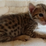 Savannah, F-7SBT, BST, Female,  DOB 10-30-19