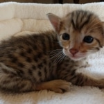 Savannah, F-7SBT, BST, Female,  DOB 10-30-19