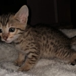 Savannah, F-7SBT, BST, Female,  DOB 10-30-19