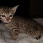 Savannah, F-7SBT, BST, Female,  DOB 10-30-19