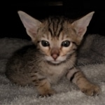 Savannah, F-7SBT, BST, Female,  DOB 10-30-19