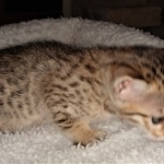 Savannah, F-7SBT, BST, Female,  DOB 10-30-19