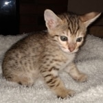 Savannah, F-7SBT, BST, Female,  DOB 10-30-19