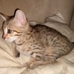 Savannah, F-7SBT, BST, Female,  DOB 10-30-19