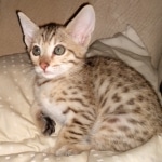 Savannah, F-7SBT, BST, Female,  DOB 10-30-19